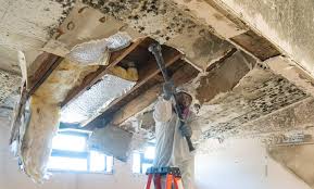 Trusted Winchester, MO Mold Removal Experts